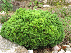 Mops Mugo Pine (Pinus mugo 'Mops') at English Gardens