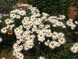 Crazy Daisy Shasta Daisy (Leucanthemum x superbum 'Crazy Daisy') at English Gardens