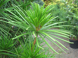Joe Kozey Umbrella Pine (Sciadopitys verticillata 'Joe Kozey') at English Gardens