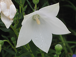 Astra White Balloon Flower (Platycodon grandiflorus 'Astra White') at English Gardens