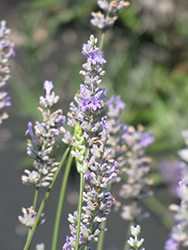 Provence Lavender (Lavandula x intermedia 'Provence') at English Gardens
