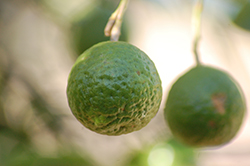 Kaffir Lime (Citrus hystrix) at English Gardens