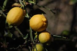 Eureka Lemon (Citrus limon 'Eureka') at English Gardens