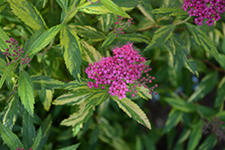 Double Play Painted Lady Spirea (Spiraea japonica 'Minspi') at English Gardens