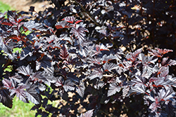 Summer Wine Black Ninebark (Physocarpus opulifolius 'SMNPMS') at English Gardens