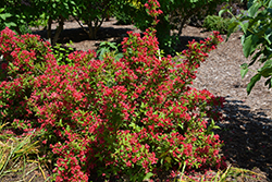 Sonic Bloom Red Reblooming Weigela (Weigela florida 'Verweig 6') at English Gardens