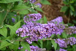 Lo & Behold Blue Chip Butterfly Bush (Buddleia 'Blue Chip') at English Gardens