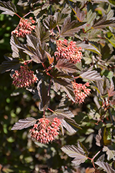 Summer Wine Ninebark (Physocarpus opulifolius 'Seward') at English Gardens