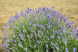 Munstead Lavender (Lavandula angustifolia 'Munstead') at English Gardens