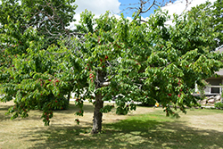 Bing Cherry (Prunus avium 'Bing') at English Gardens