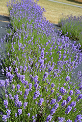 Hidcote Blue Lavender (Lavandula angustifolia 'Hidcote Blue') at English Gardens