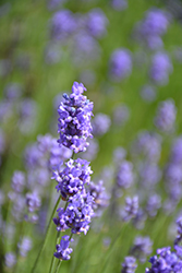 Hidcote Blue Lavender (Lavandula angustifolia 'Hidcote Blue') at English Gardens