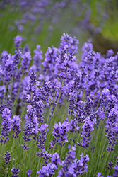 Hidcote Lavender (Lavandula angustifolia 'Hidcote') at English Gardens