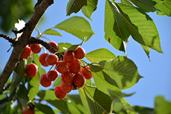 Rainier Cherry (Prunus avium 'Rainier') at English Gardens