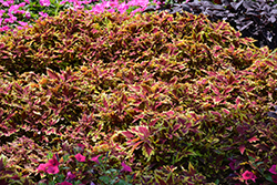 ColorBlaze Royale Apple Brandy Coleus (Solenostemon scutellarioides 'Royale Apple Brandy') at English Gardens