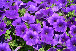 Supertunia Royal Velvet Petunia (Petunia 'Supertunia Royal Velvet') at English Gardens