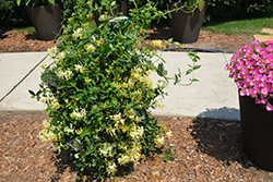 Scentsation Honeysuckle (Lonicera periclymenum 'Scentsation') at English Gardens