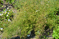 Slow Bolt Cilantro (Coriandrum sativum 'Slow Bolt') at English Gardens