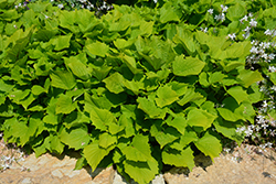 Sweet Caroline Bewitched Green With Envy Sweet Potato Vine (Ipomoea batatas 'NCORNSP-020BWGWE') at English Gardens