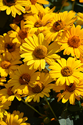 Tuscan Sun False Sunflower (Heliopsis helianthoides 'Tuscan Sun') at English Gardens