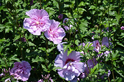 Lavender Chiffon Rose Of Sharon (Hibiscus syriacus 'Notwoodone') at English Gardens