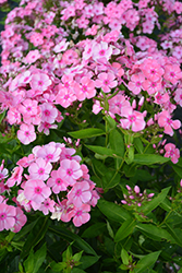Sweet Summer Candy Garden Phlox (Phlox paniculata 'Sweet Summer Candy') at English Gardens