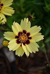 UpTick Cream and Red Tickseed (Coreopsis 'Balupteamed') at English Gardens