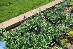 Lyrical Blues Meadow Sage (Salvia nemorosa 'Balyriclu') at English Gardens