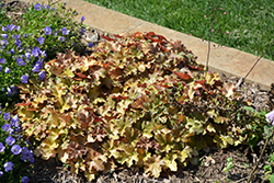 Carnival Coffee Bean Coral Bells (Heuchera 'Coffee Bean') at English Gardens