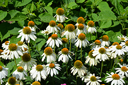 PowWow White Coneflower (Echinacea purpurea 'PowWow White') at English Gardens