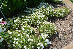 Rapido White Bellflower (Campanula carpatica 'Rapido White') at English Gardens