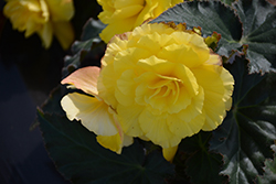 Nonstop Yellow with Red Back Begonia (Begonia 'Nonstop Yellow with Red Back') at English Gardens