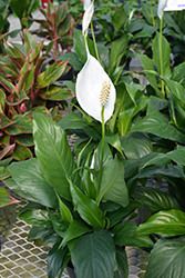 Sensation Peace Lily (Spathiphyllum 'Sensation') at English Gardens
