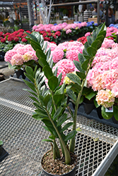 ZZ Plant (Zamioculcas zamiifolia) at English Gardens