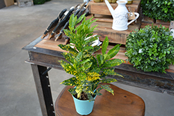 Gold Dust Variegated Croton (Codiaeum variegatum 'Gold Dust') at English Gardens