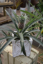Pineapple (Ananas comosus) at English Gardens