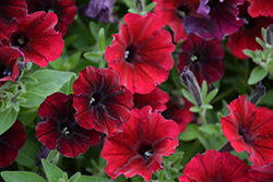 Supertunia Black Cherry Petunia (Petunia 'USTUN3003') at English Gardens