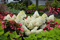 Little Lime Hydrangea (Hydrangea paniculata 'Jane') at English Gardens
