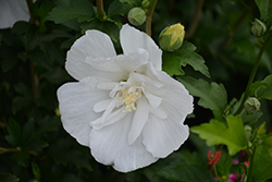 White Pillar Rose of Sharon (Hibiscus syriacus 'Gandini van Aart') at English Gardens