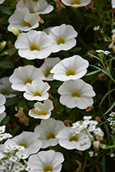 Superbells White Calibrachoa (Calibrachoa 'Balcal14141') at English Gardens