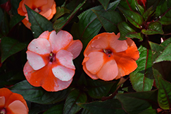Infinity Orange Frost New Guinea Impatiens (Impatiens hawkeri 'Visinforfr') at English Gardens