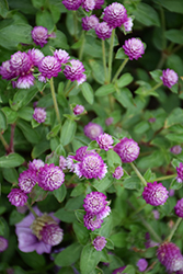 Lil' Forest Sugared Plum Bachelor Button (Gomphrena 'SAKGOM005') at English Gardens