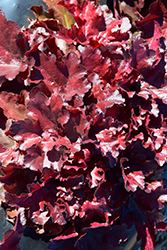 Forever Red Coral Bells (Heuchera 'Forever Red') at English Gardens