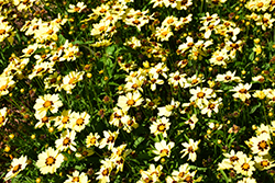 UpTick Cream and Red Tickseed (Coreopsis 'Balupteamed') at English Gardens