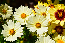 UpTick Cream Tickseed (Coreopsis 'Balupteam') at English Gardens