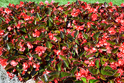 Big Red Bronze Leaf Begonia (Begonia 'Big Red Bronze Leaf') at English Gardens