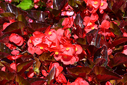 Big Red Bronze Leaf Begonia (Begonia 'Big Red Bronze Leaf') at English Gardens