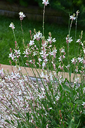 Sparkle White Gaura (Gaura lindheimeri 'Sparkle White') at English Gardens