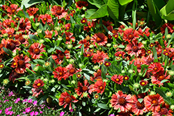 SpinTop Yellow Touch Blanket Flower (Gaillardia aristata 'SpinTop Yellow Touch') at English Gardens
