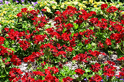 Calliope Medium Dark Red Geranium (Pelargonium 'Calliope Medium Dark Red') at English Gardens